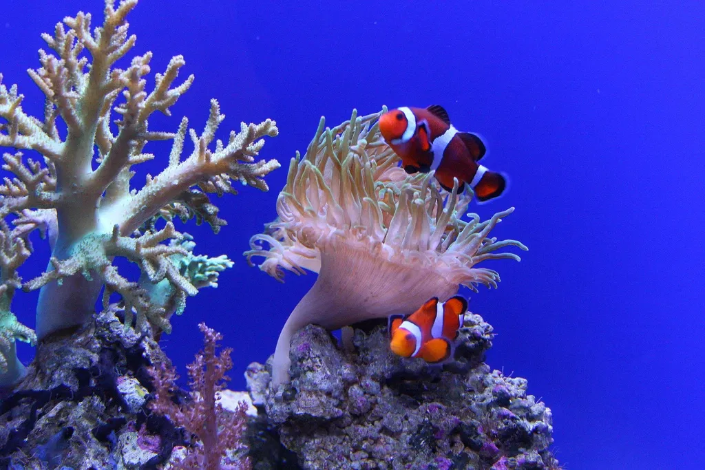 Acuario de la bahía de Monterey