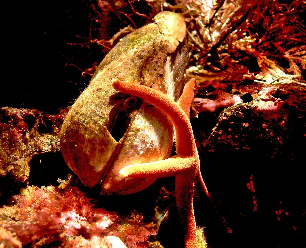 Acuario de la bahía de Monterey