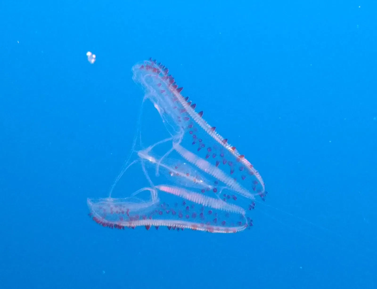 Acuario de la bahía de Monterey
