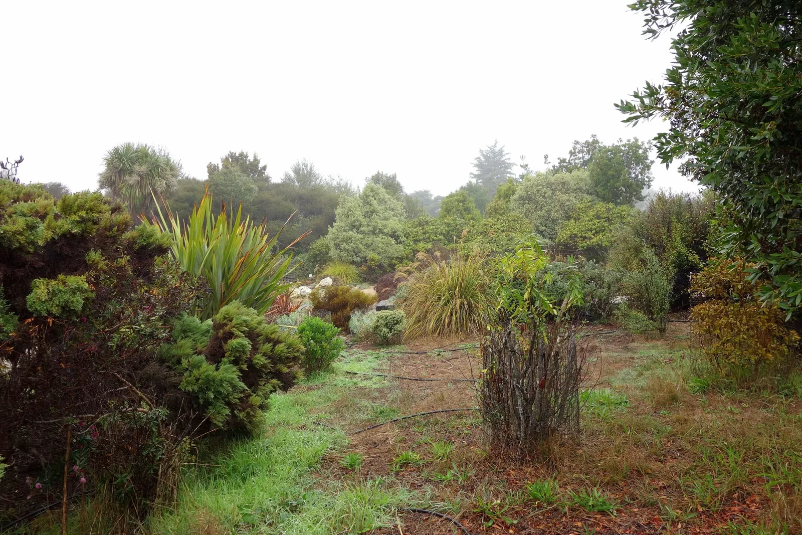 Arboreto de la Universidad de California, Campus de Santa Cruz