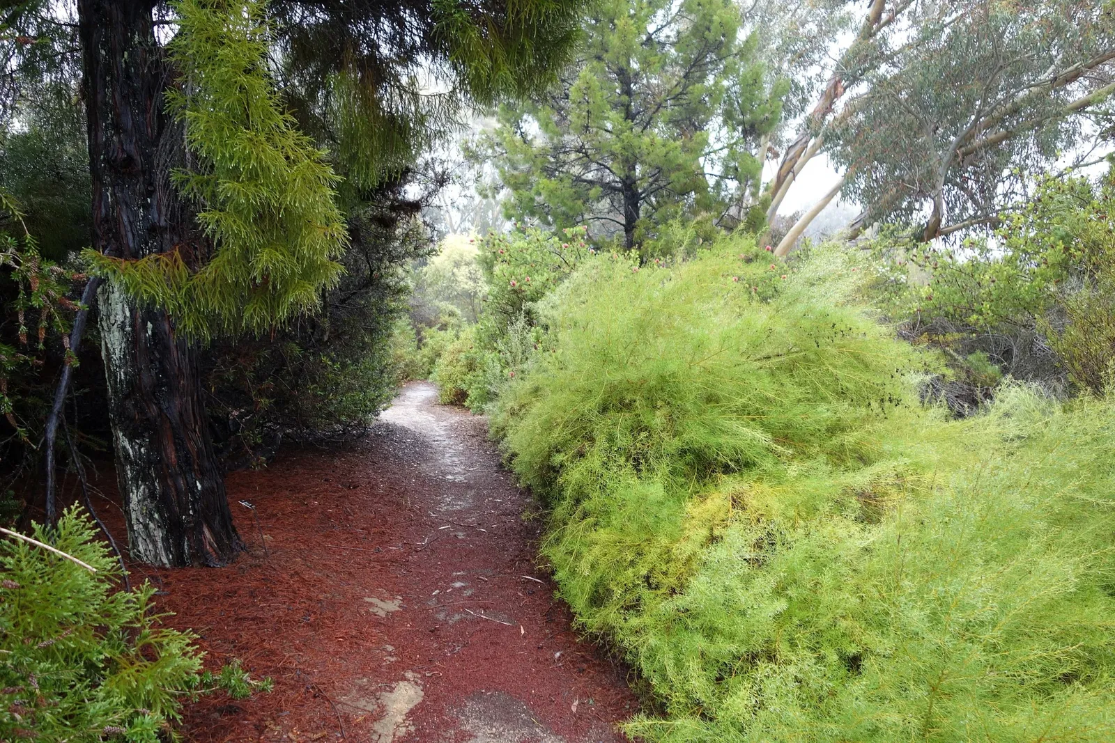 Arboreto de la Universidad de California, Campus de Santa Cruz