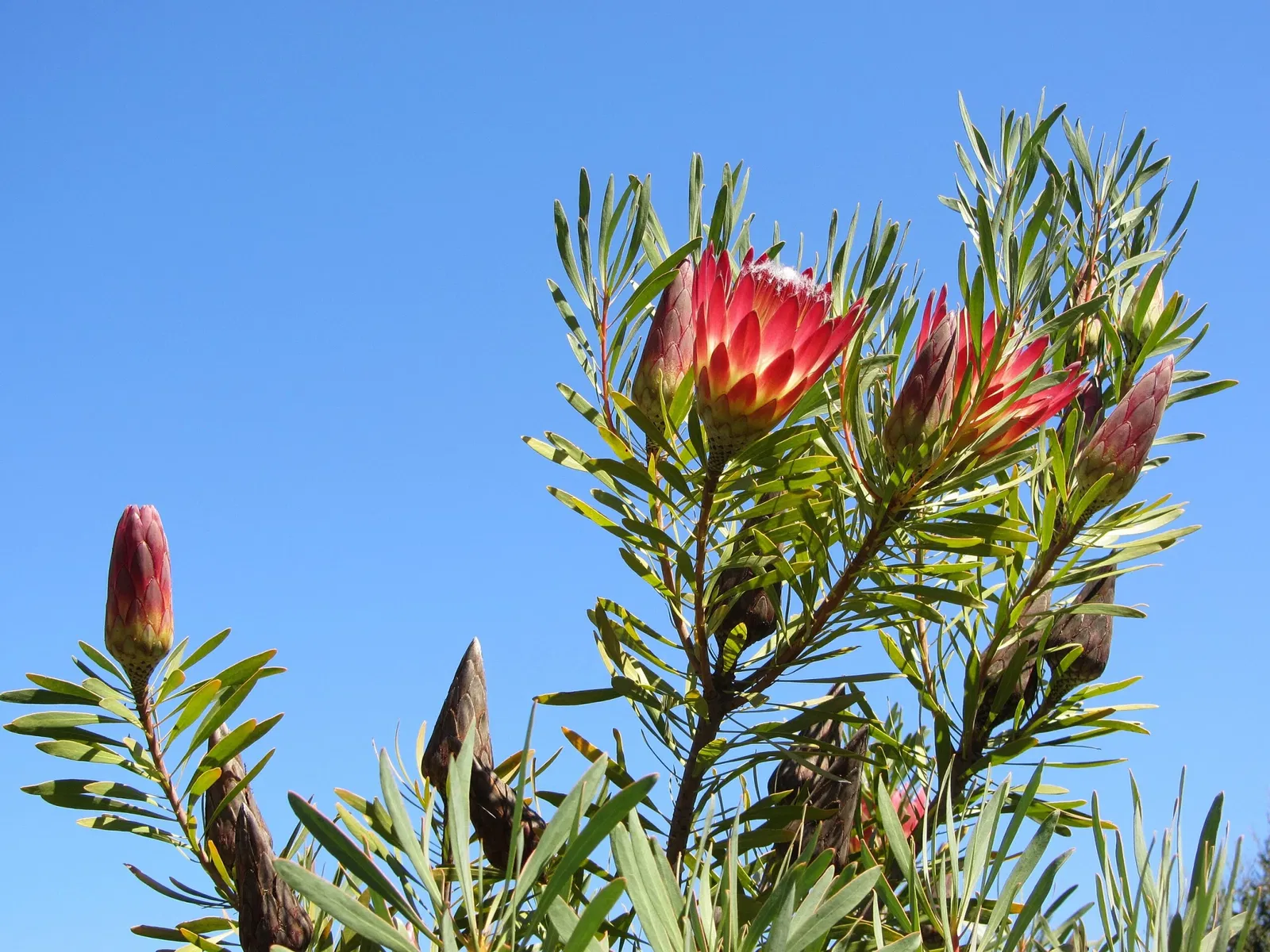 University of California Santa Cruz Arboretum