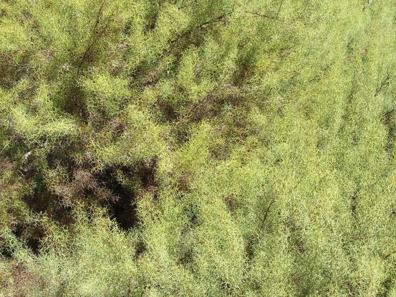 Arboreto de la Universidad de California, Campus de Santa Cruz