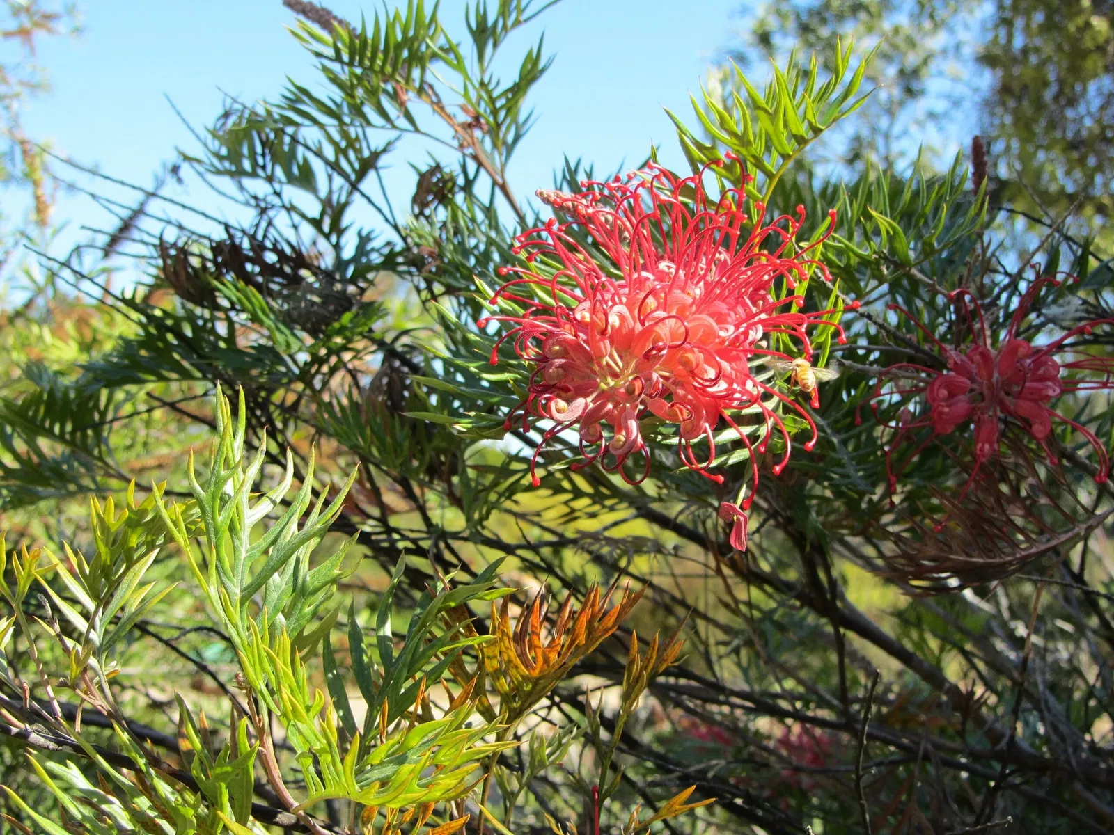 University of California Santa Cruz Arboretum