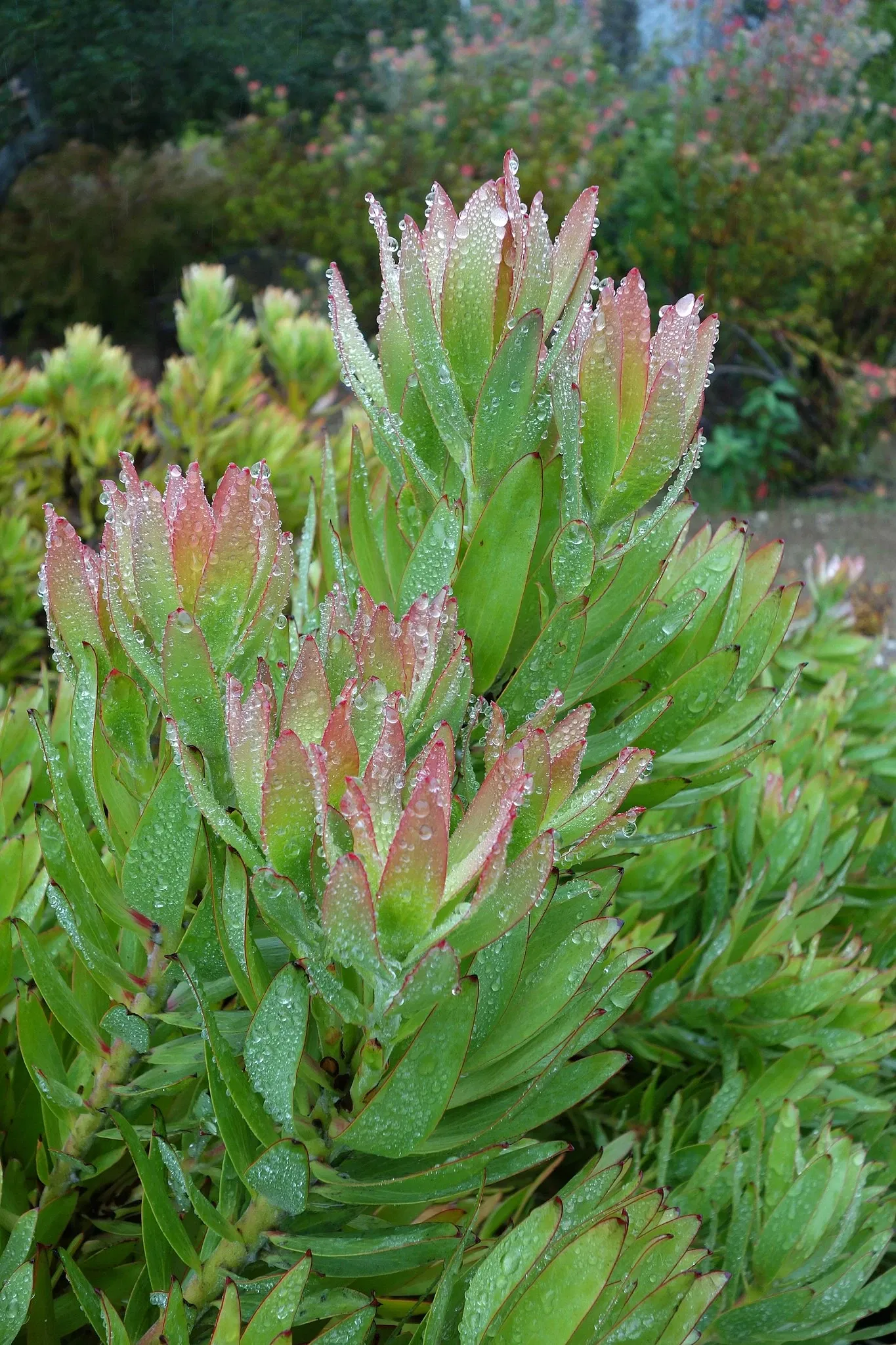 University of California Santa Cruz Arboretum