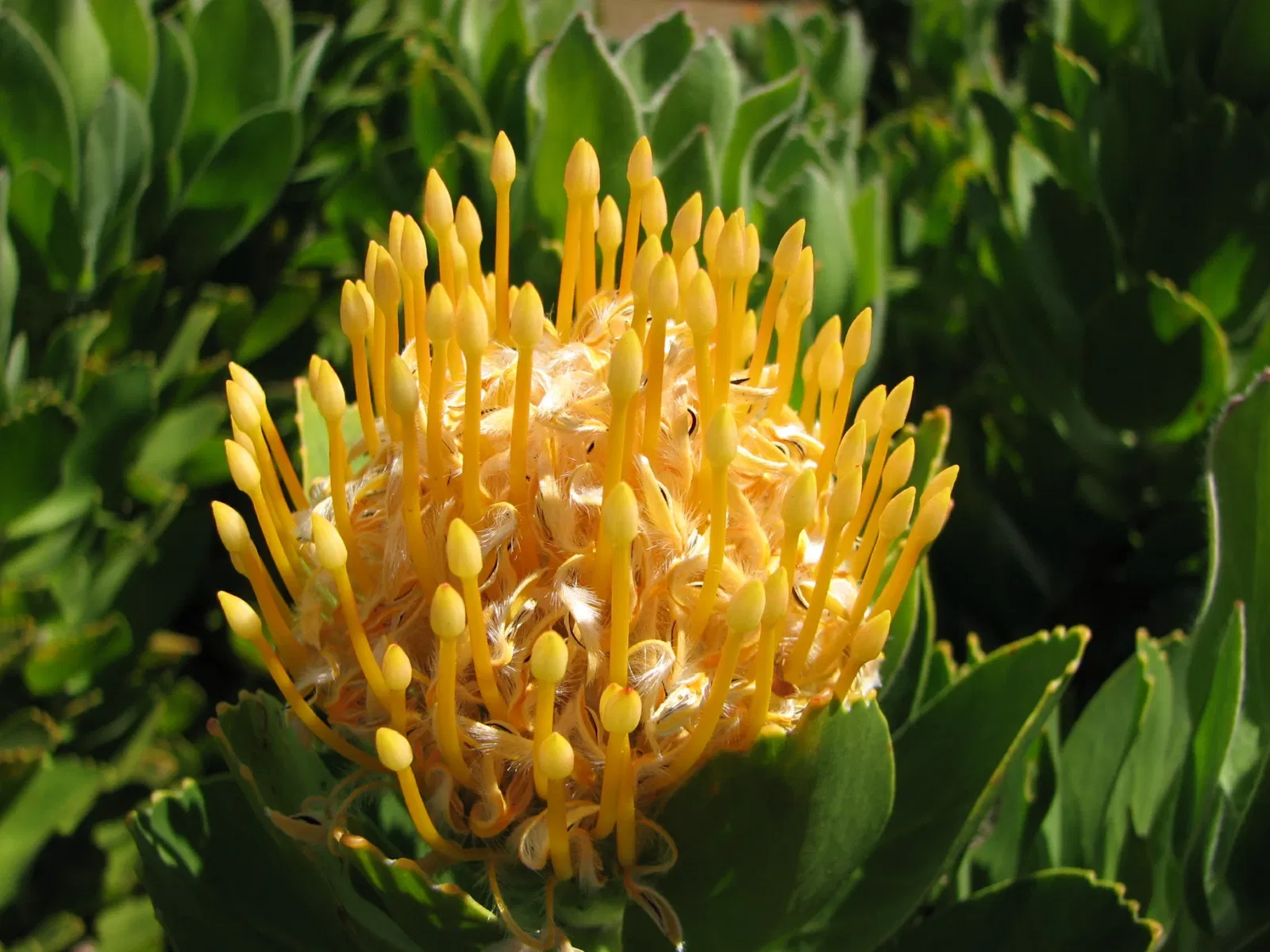 University of California Santa Cruz Arboretum