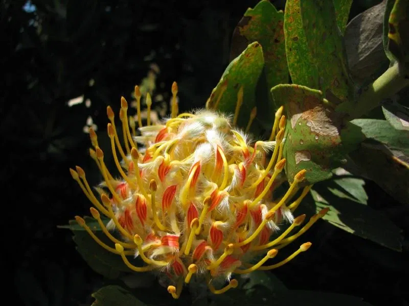University of California Santa Cruz Arboretum