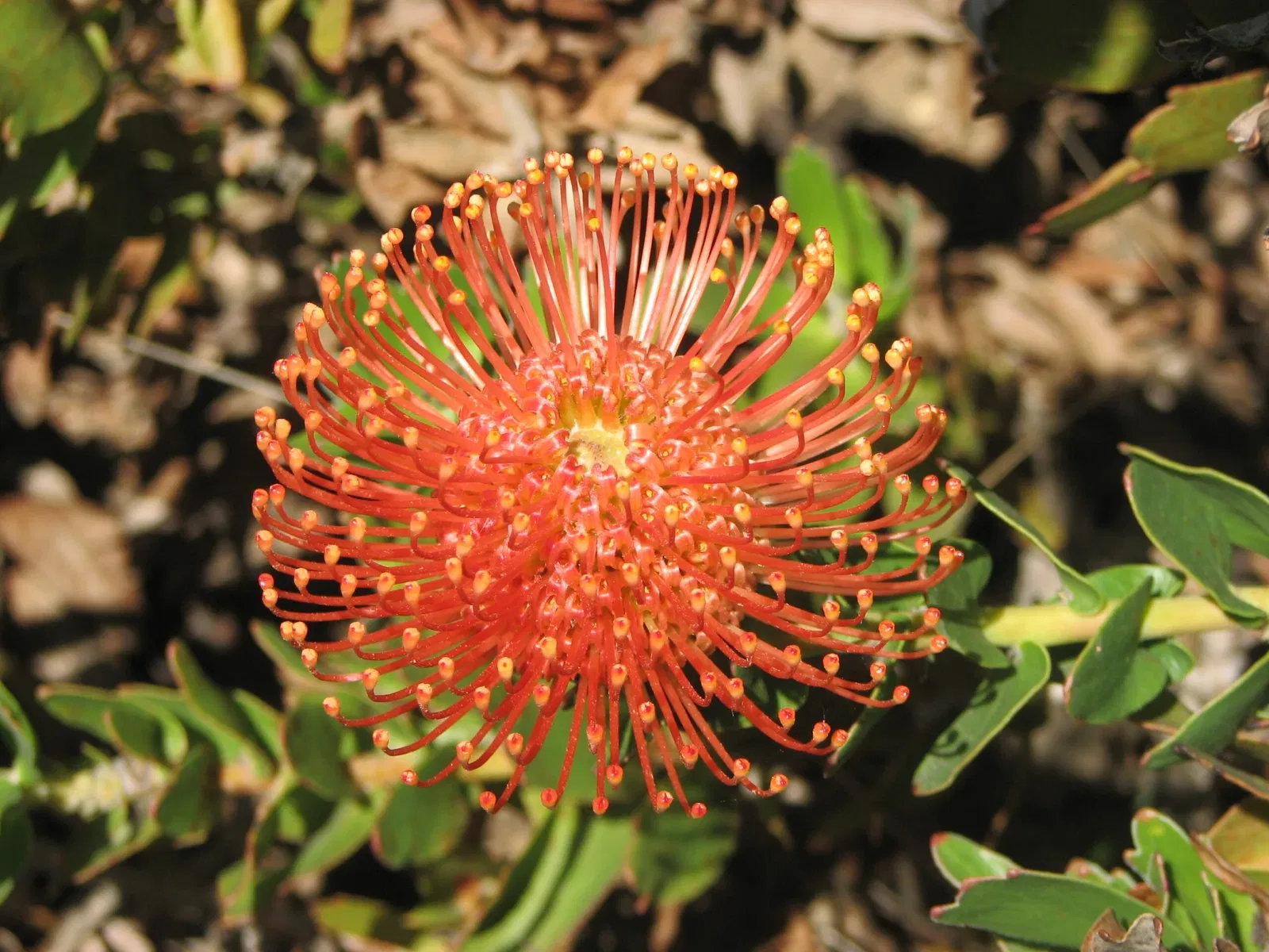 University of California Santa Cruz Arboretum
