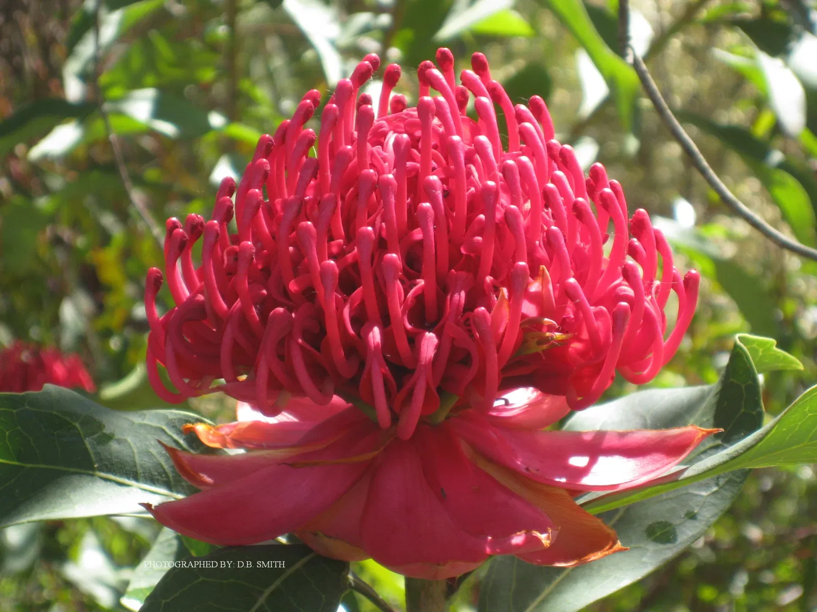 Arboreto de la Universidad de California, Campus de Santa Cruz
