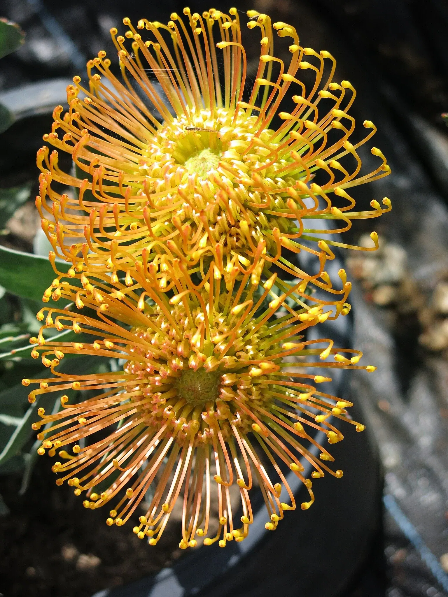 University of California Santa Cruz Arboretum