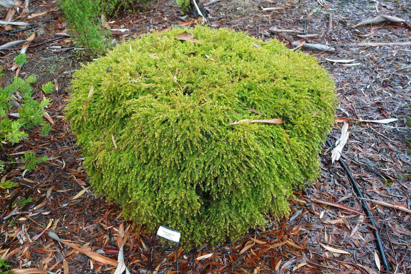 Arboreto de la Universidad de California, Campus de Santa Cruz