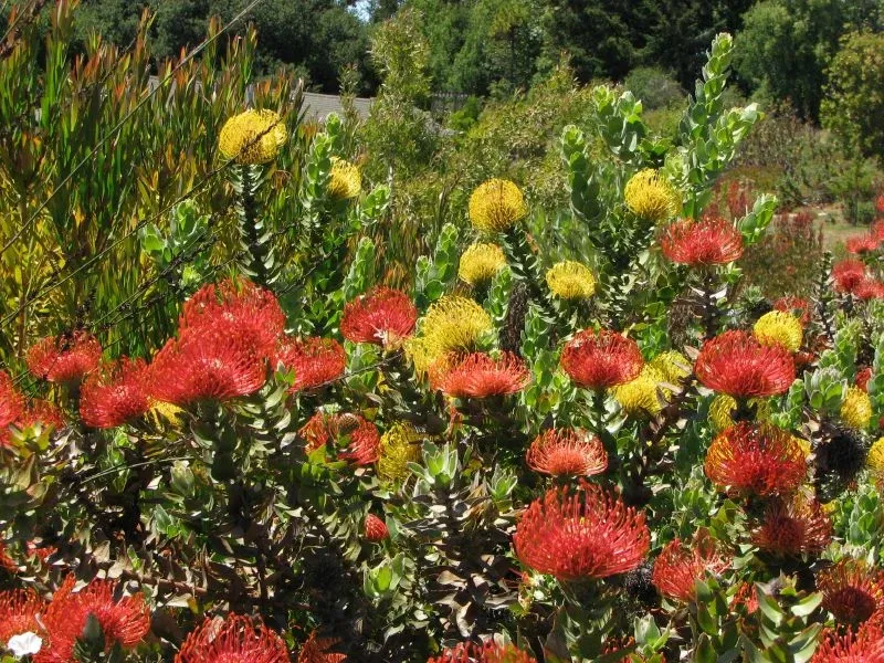 University of California Santa Cruz Arboretum