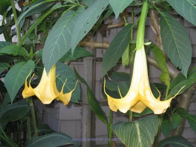 University of California Santa Cruz Arboretum