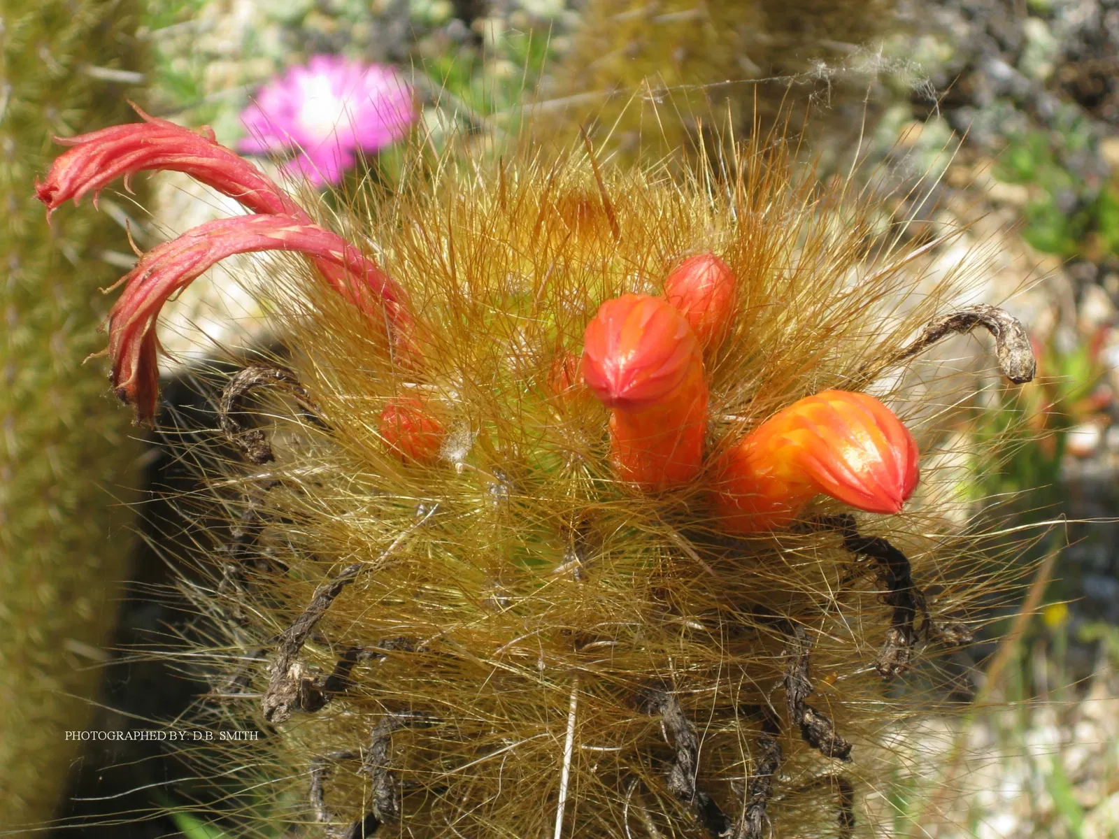 University of California Santa Cruz Arboretum