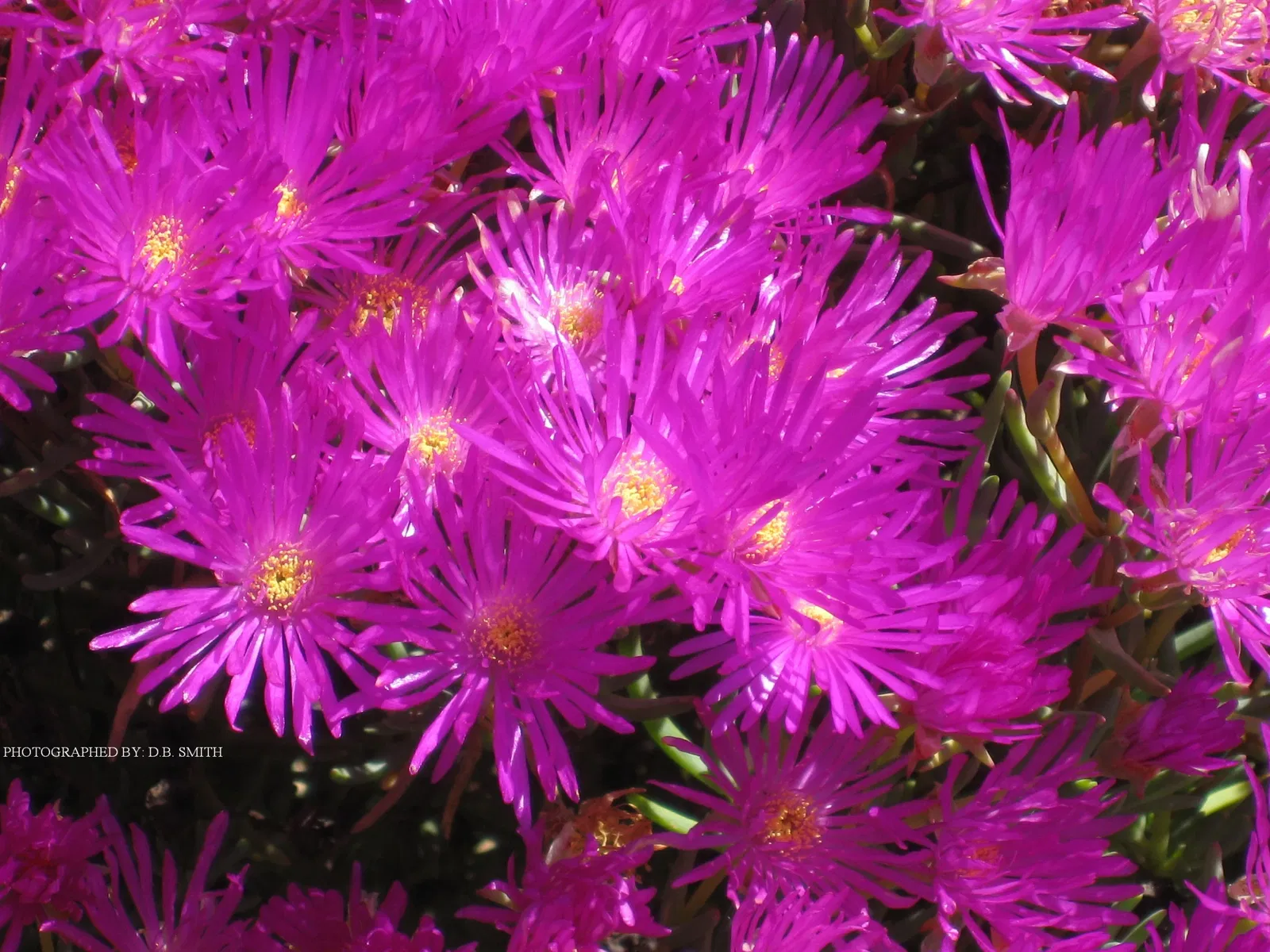 University of California Santa Cruz Arboretum