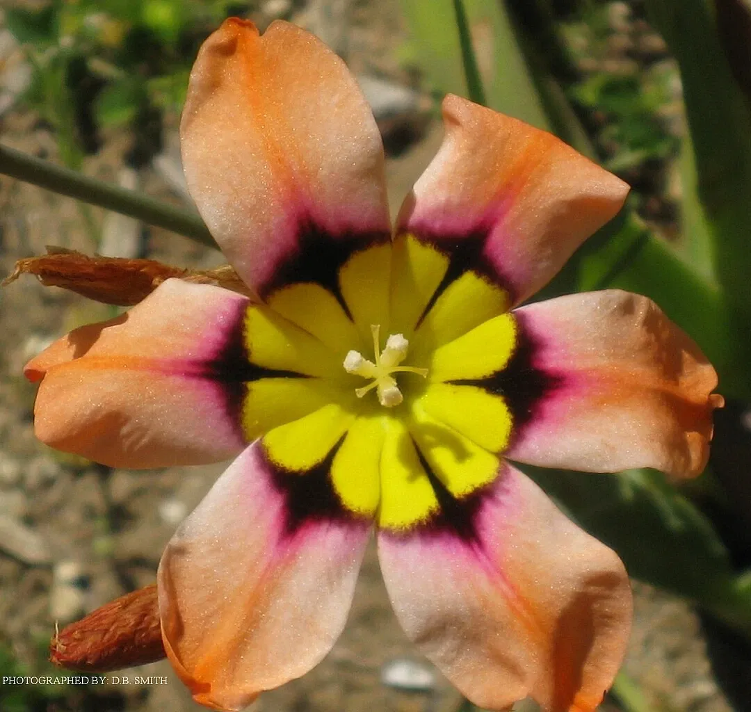 University of California Santa Cruz Arboretum