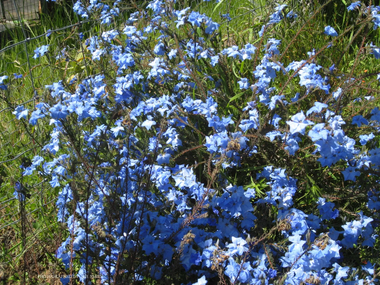 University of California Santa Cruz Arboretum