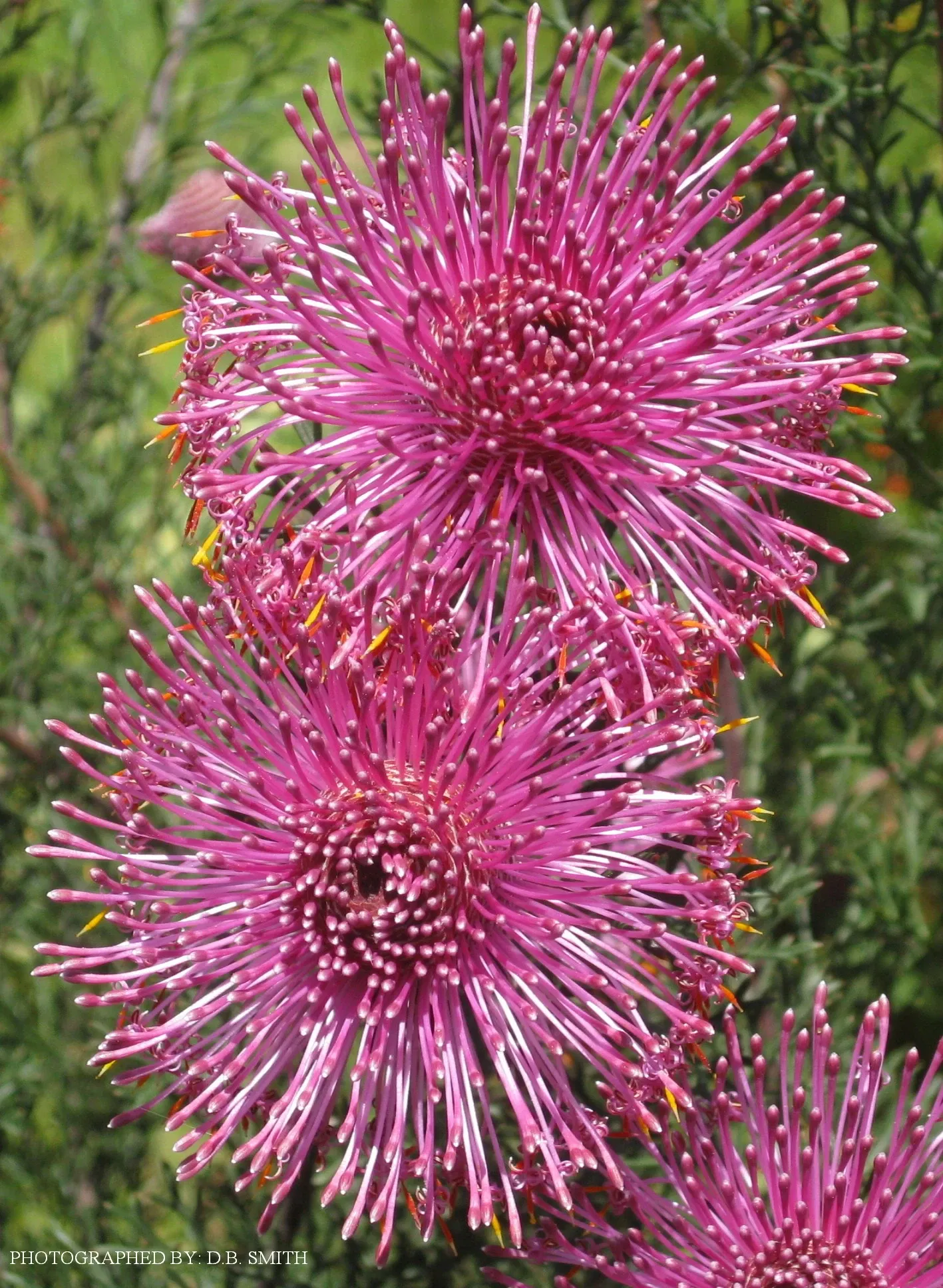 Arboreto de la Universidad de California, Campus de Santa Cruz