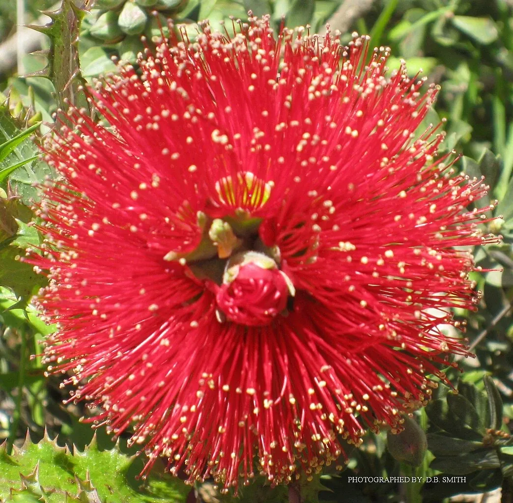 University of California Santa Cruz Arboretum