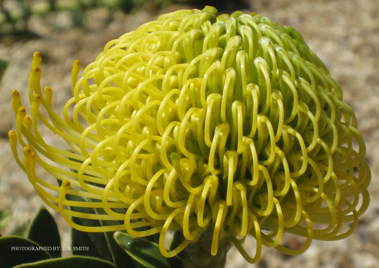 University of California Santa Cruz Arboretum