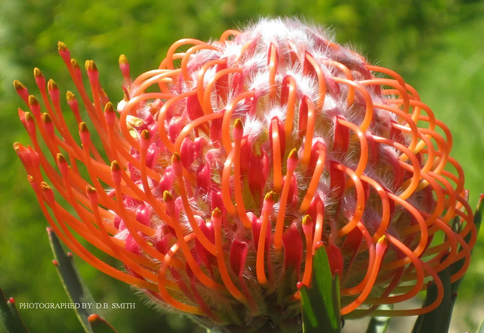 University of California Santa Cruz Arboretum