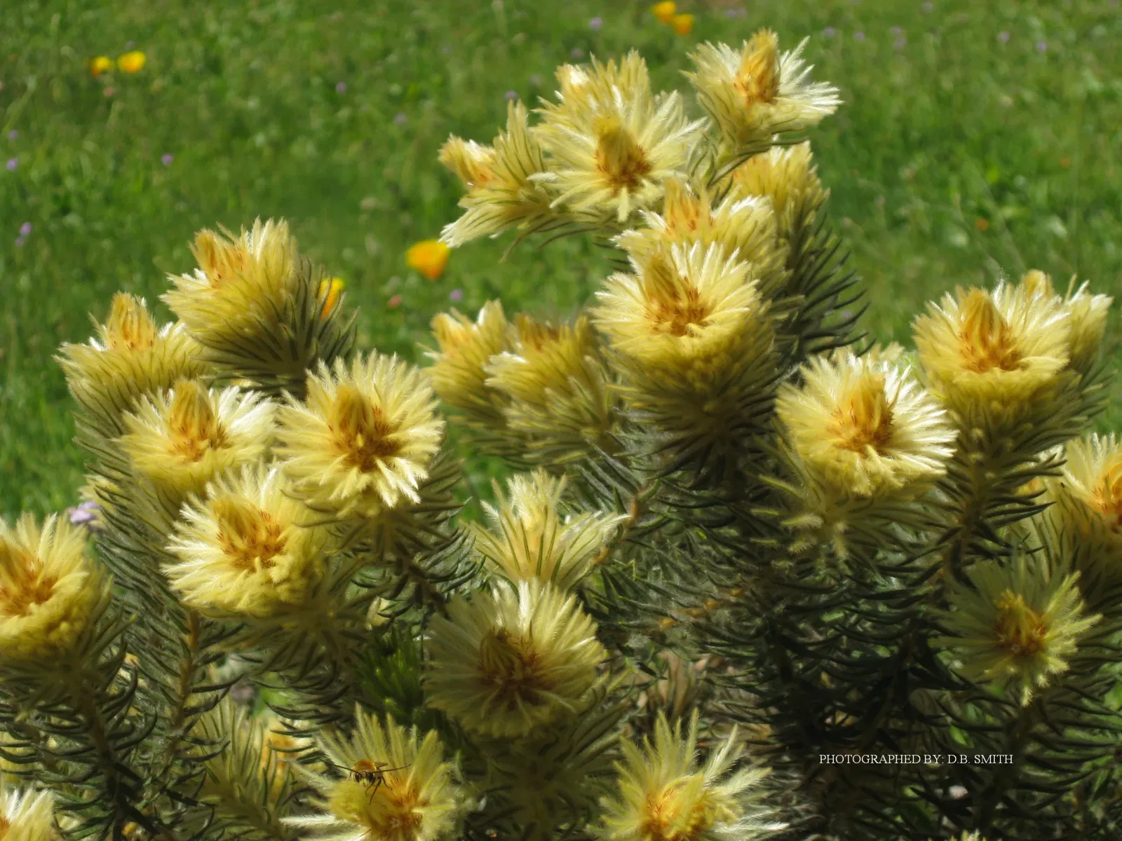 University of California Santa Cruz Arboretum