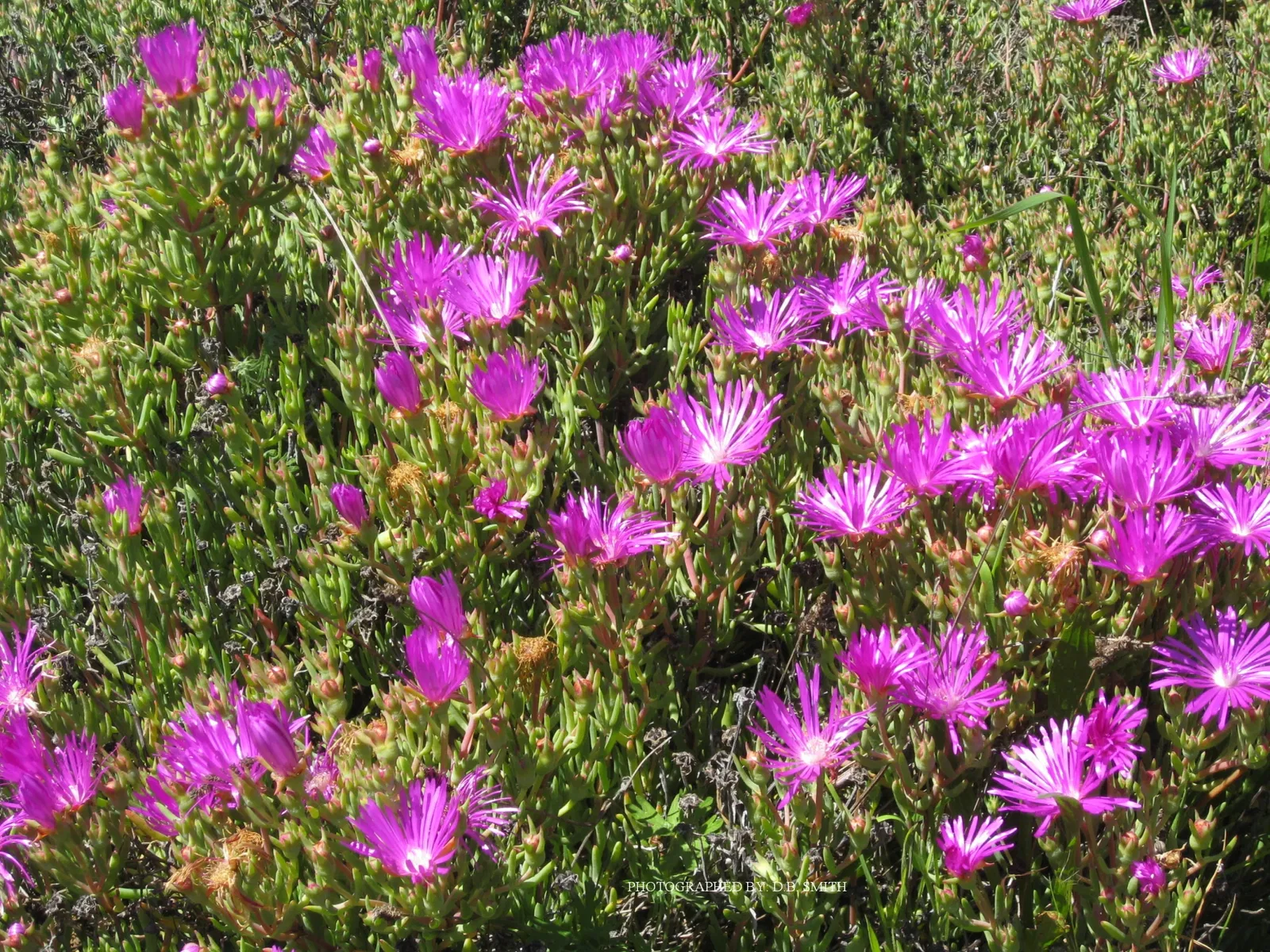 University of California Santa Cruz Arboretum