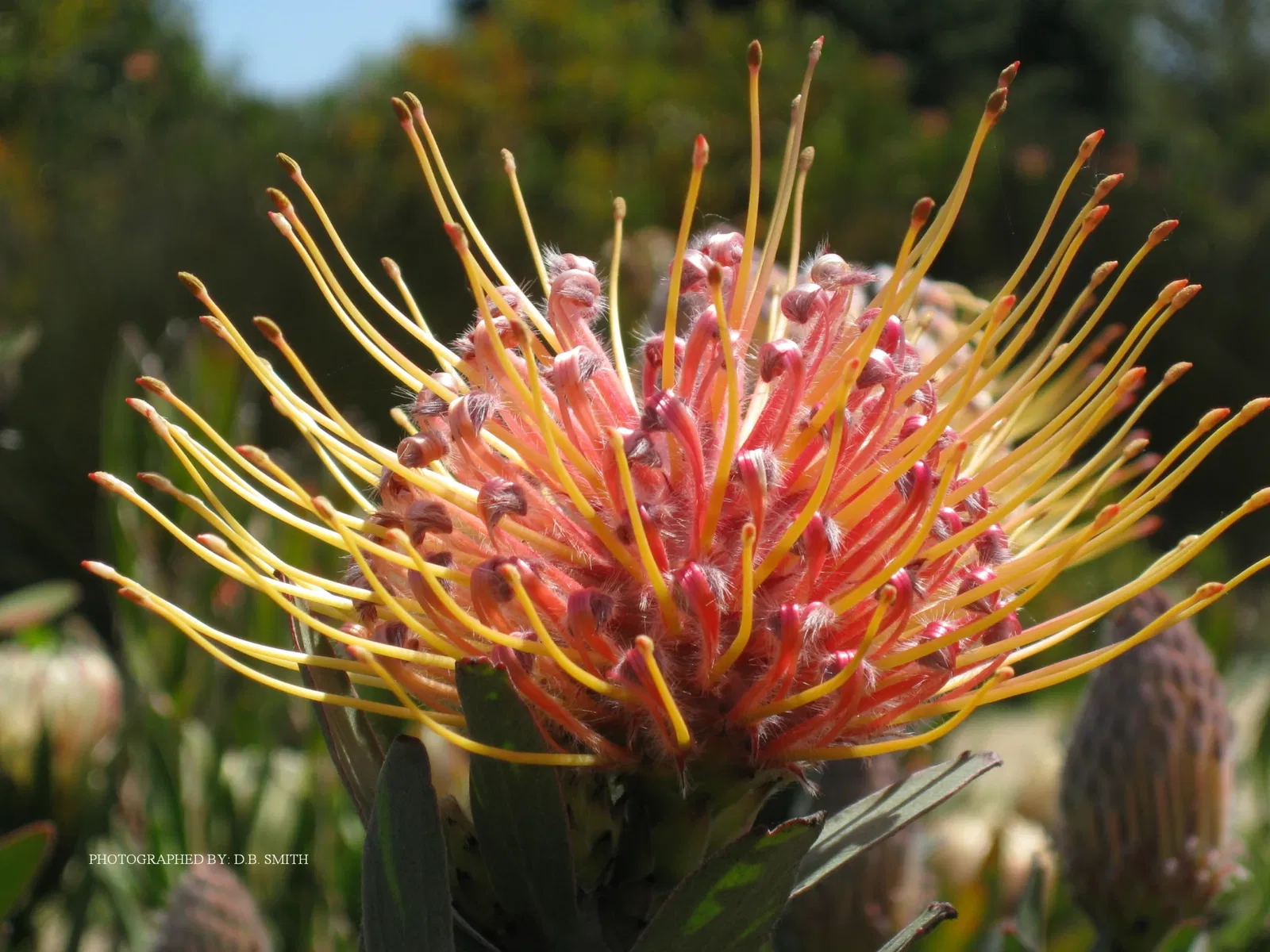 University of California Santa Cruz Arboretum
