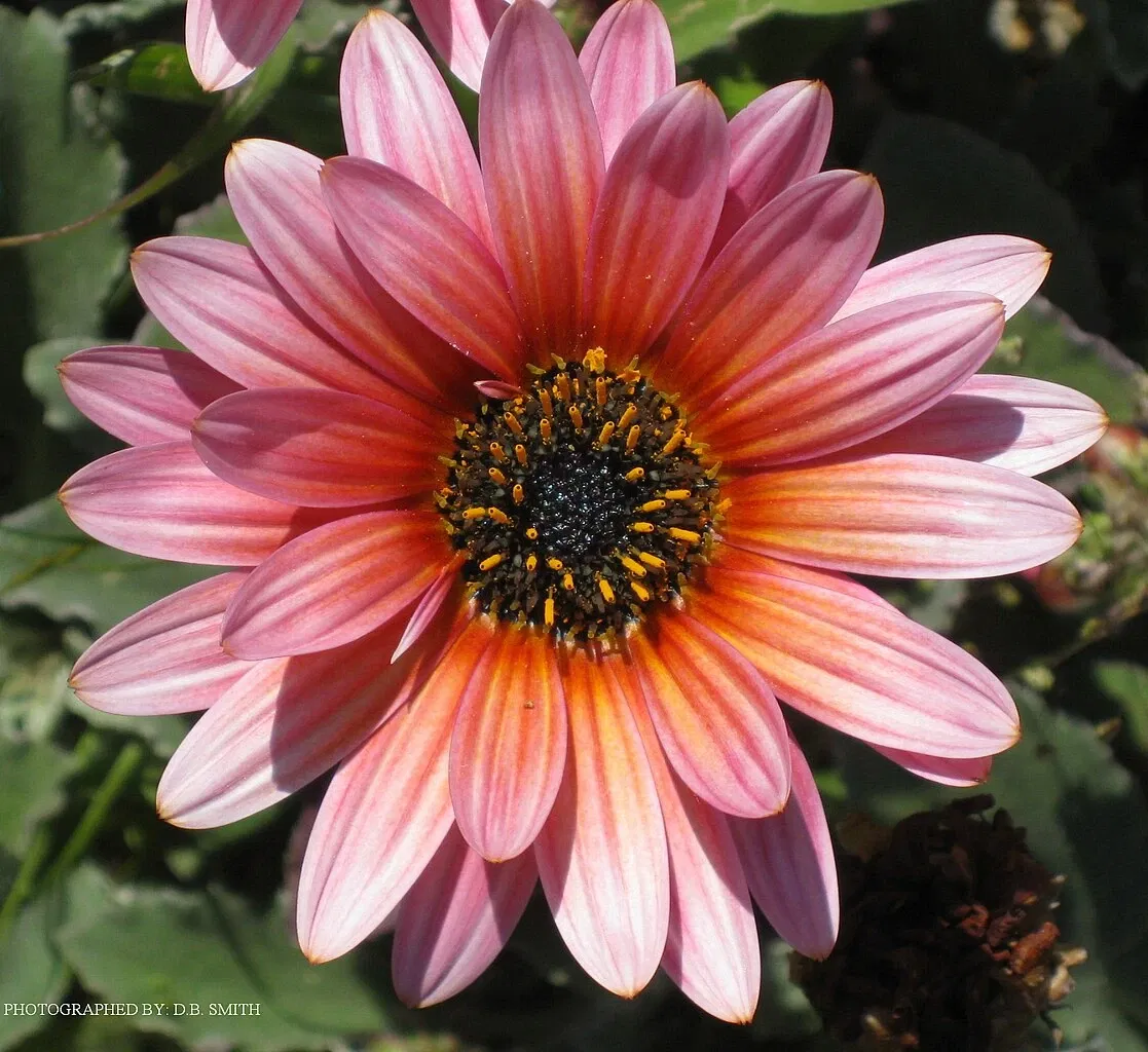 University of California Santa Cruz Arboretum