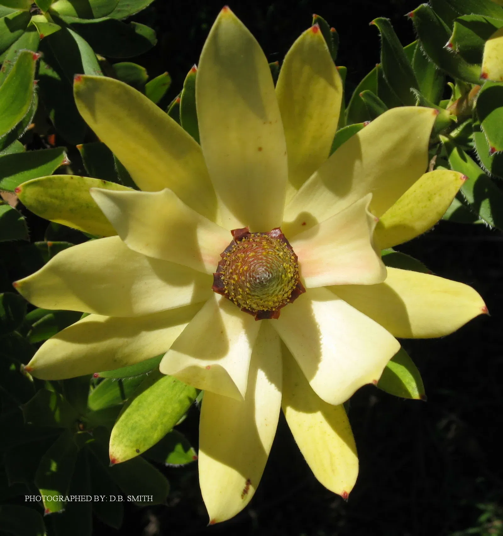 University of California Santa Cruz Arboretum