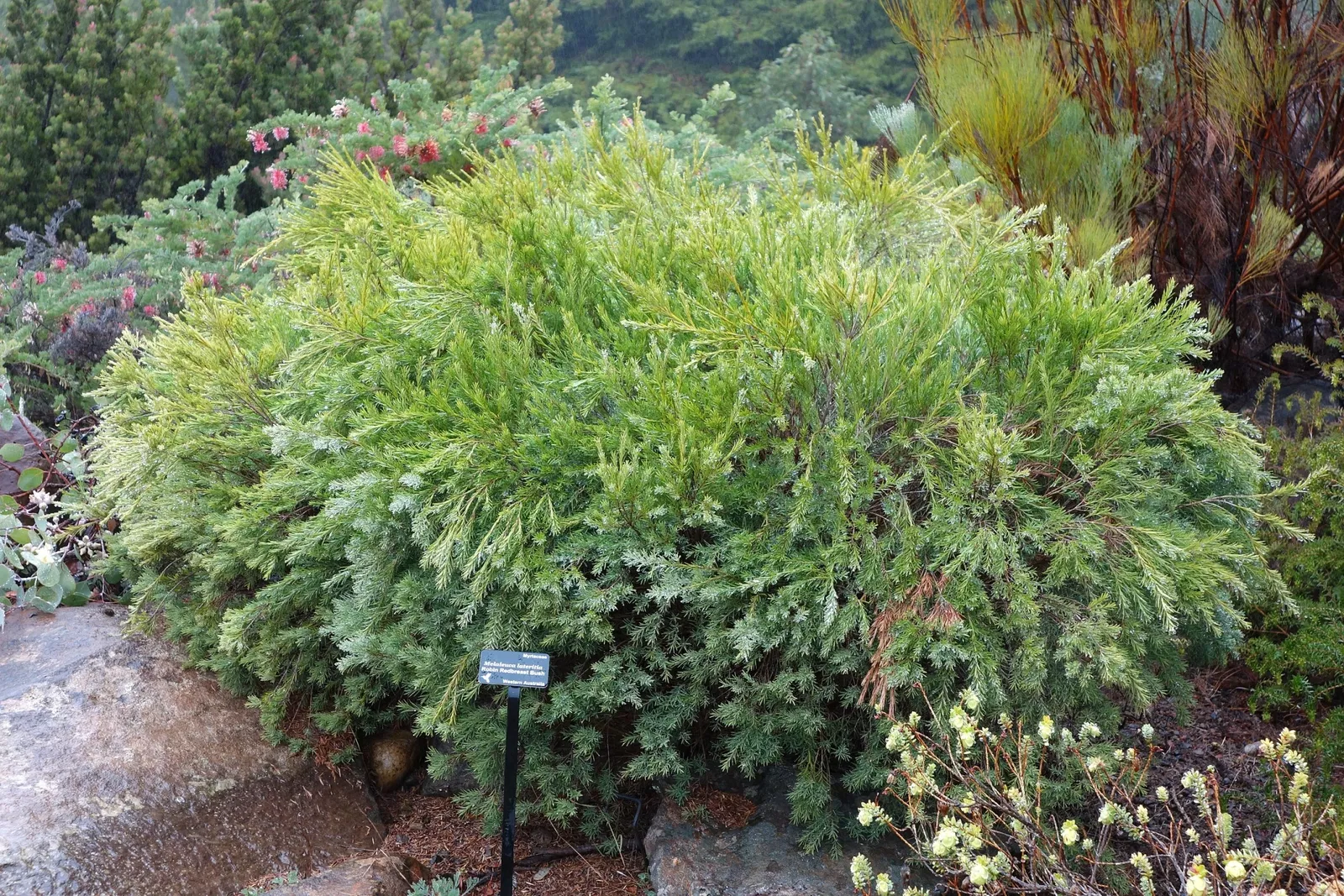 University of California Santa Cruz Arboretum