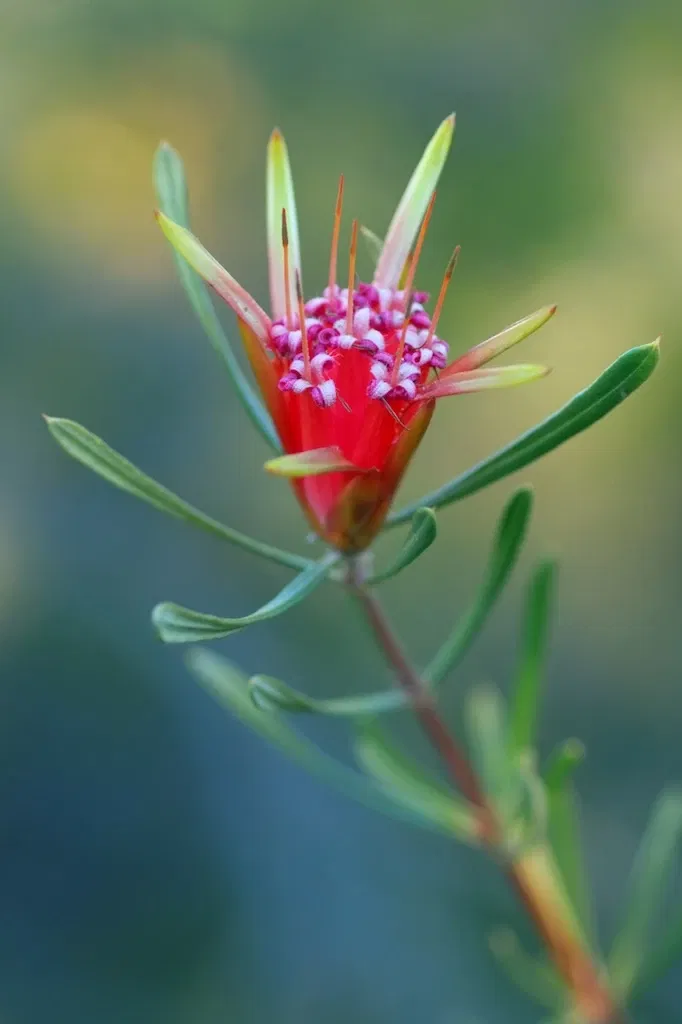 Arboreto de la Universidad de California, Campus de Santa Cruz