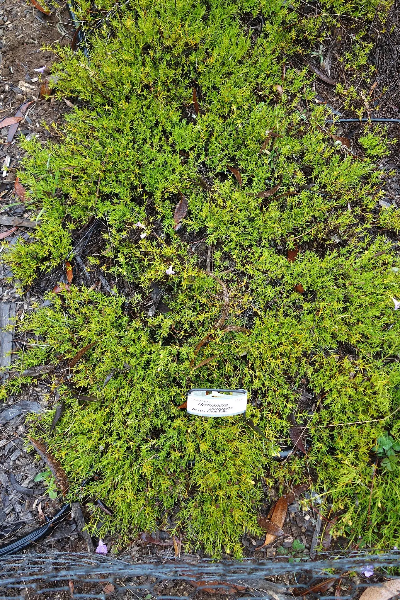 Arboreto de la Universidad de California, Campus de Santa Cruz
