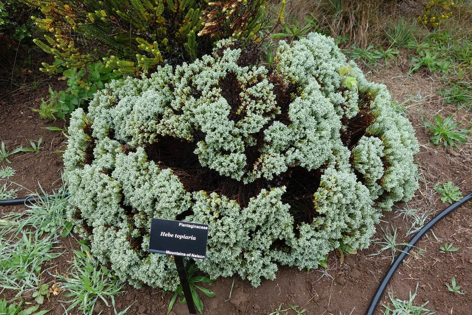University of California Santa Cruz Arboretum