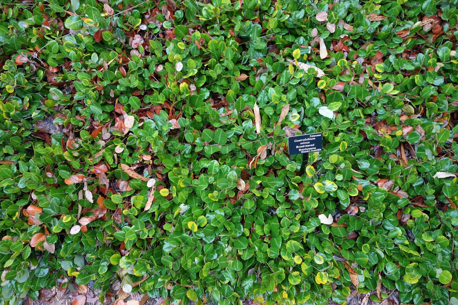 University of California Santa Cruz Arboretum