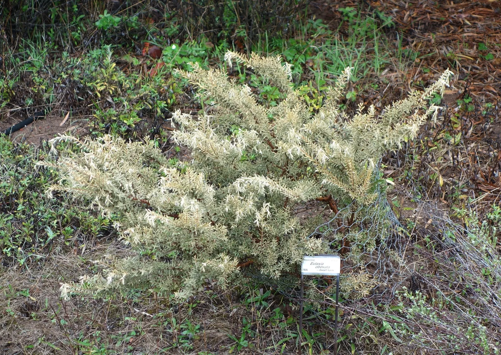 Arboreto de la Universidad de California, Campus de Santa Cruz