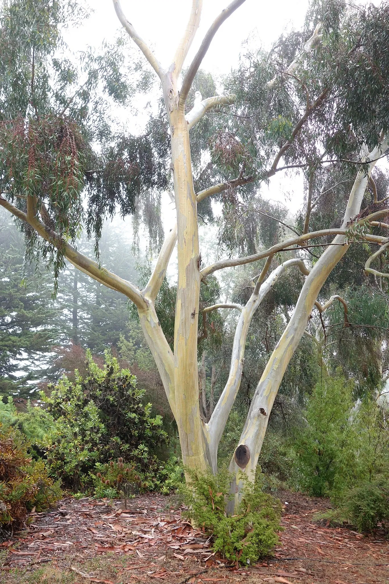 University of California Santa Cruz Arboretum