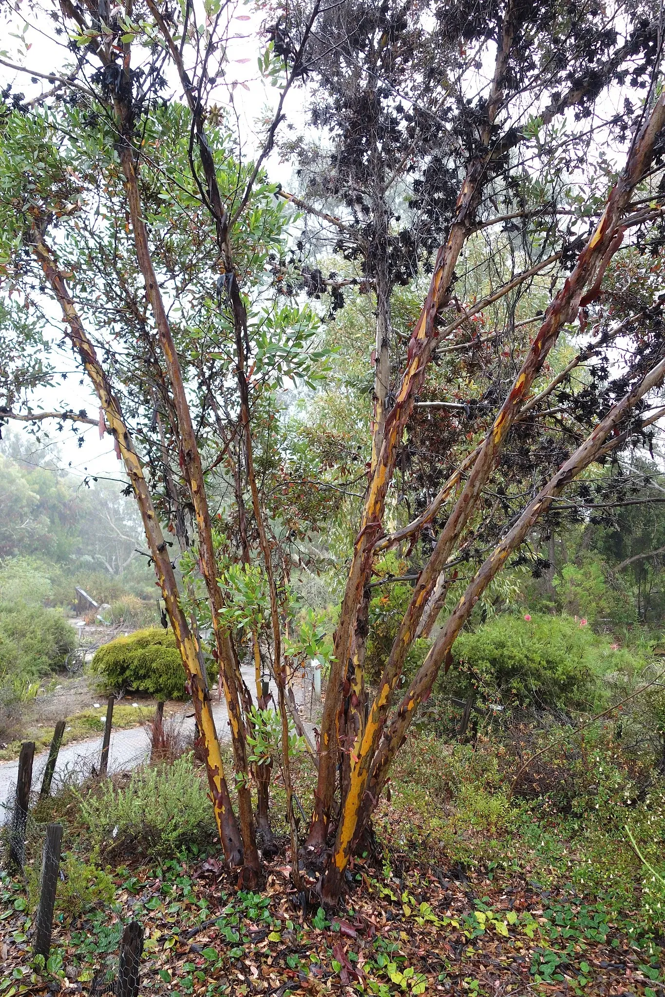 University of California Santa Cruz Arboretum