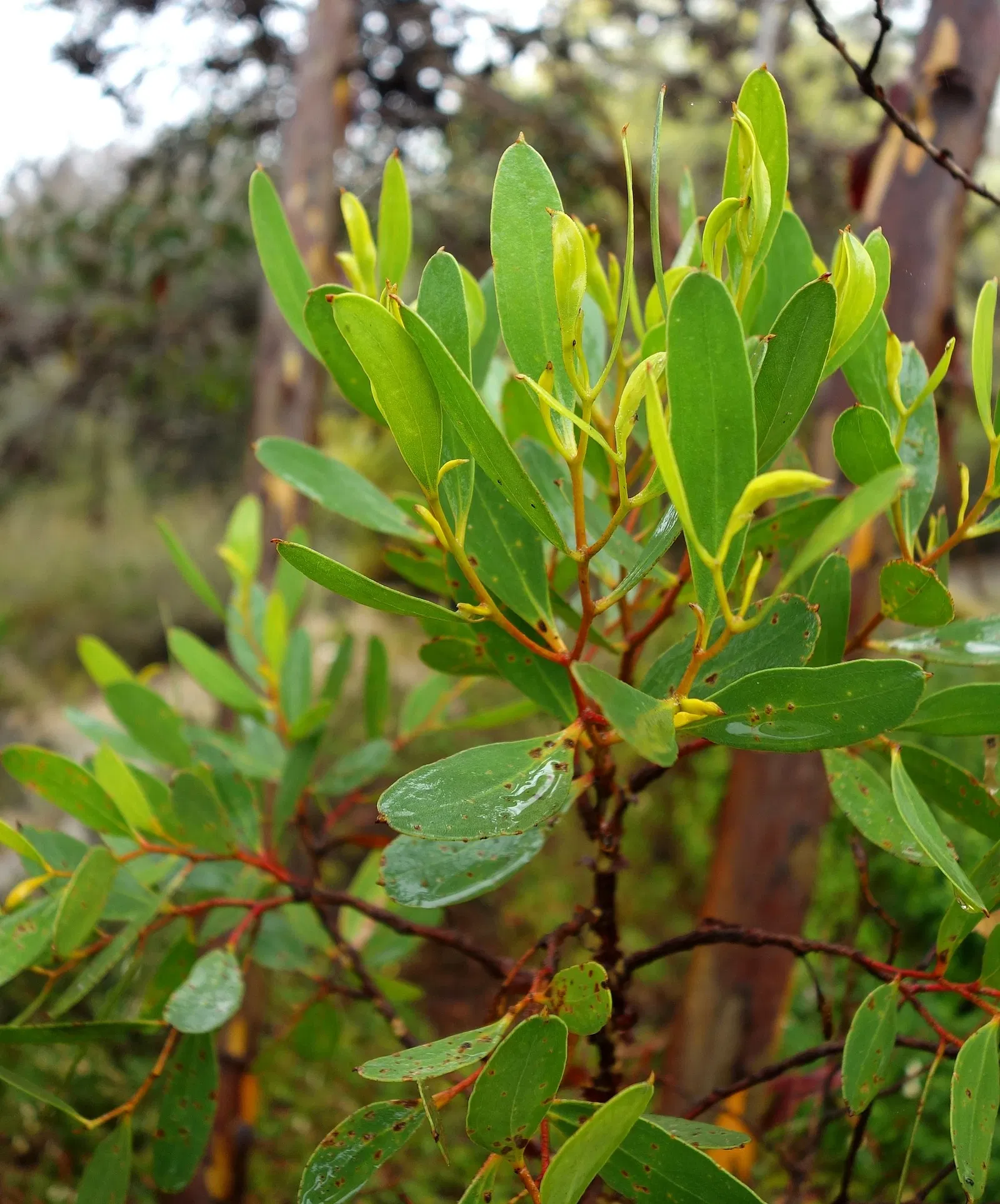 University of California Santa Cruz Arboretum