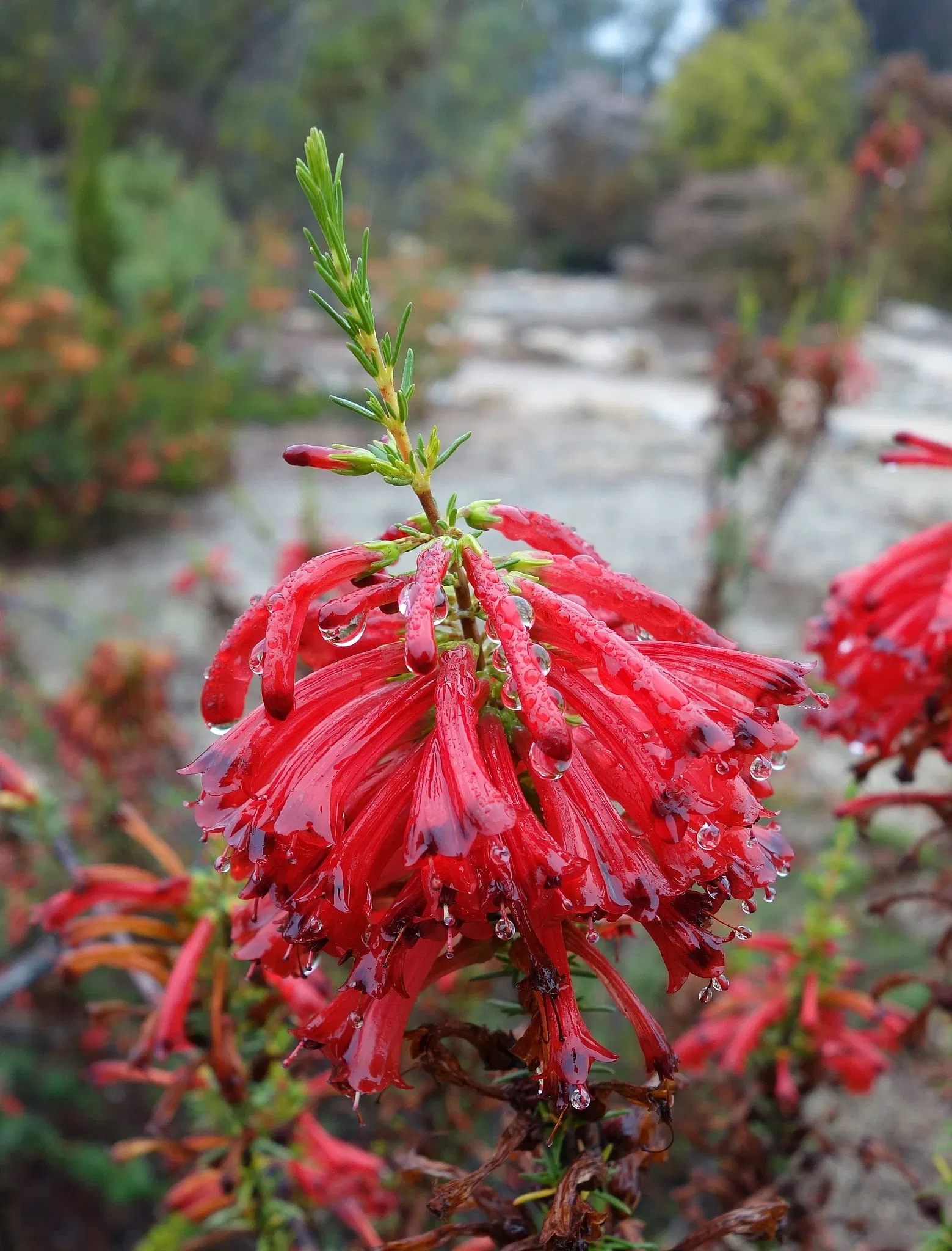University of California Santa Cruz Arboretum