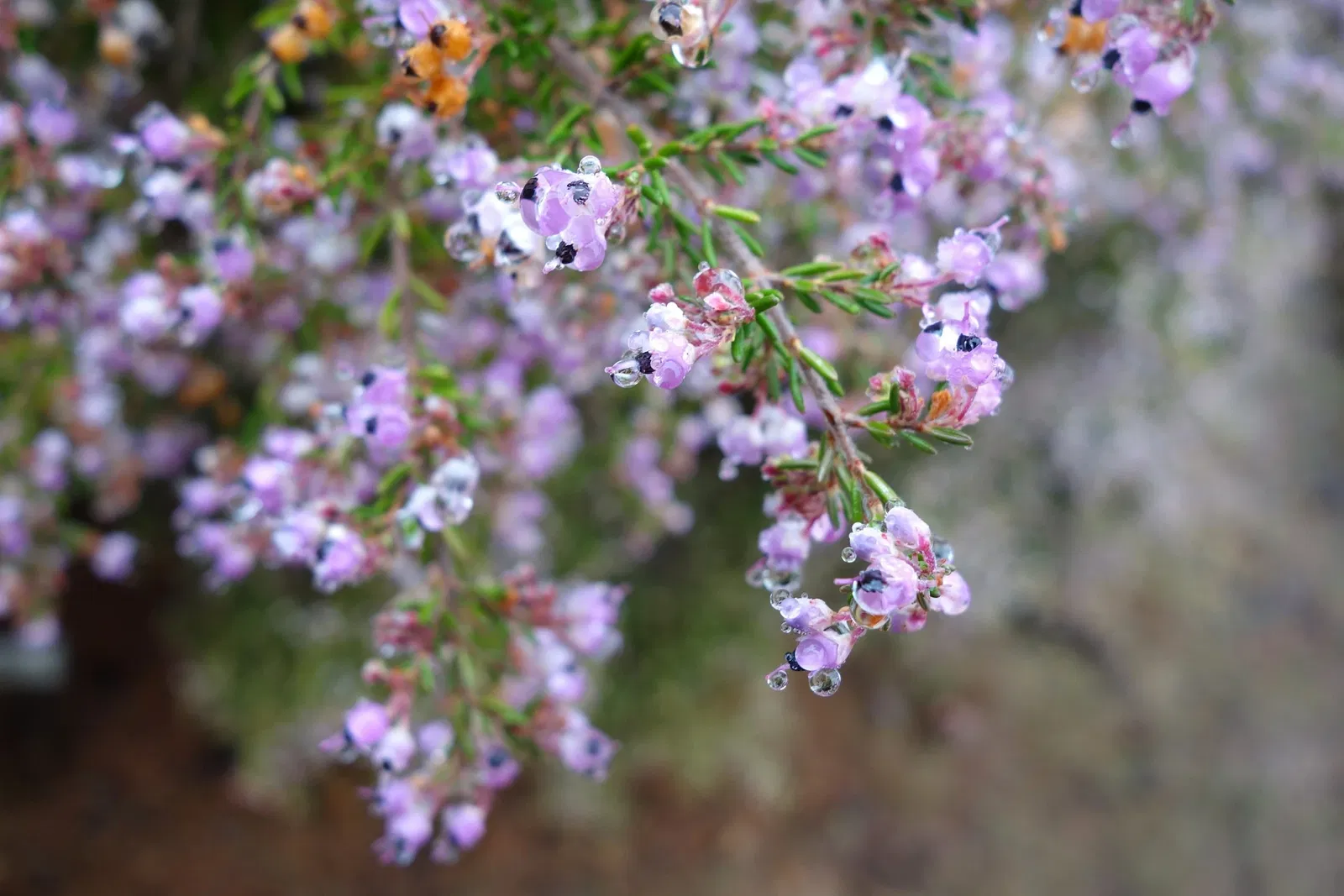 University of California Santa Cruz Arboretum