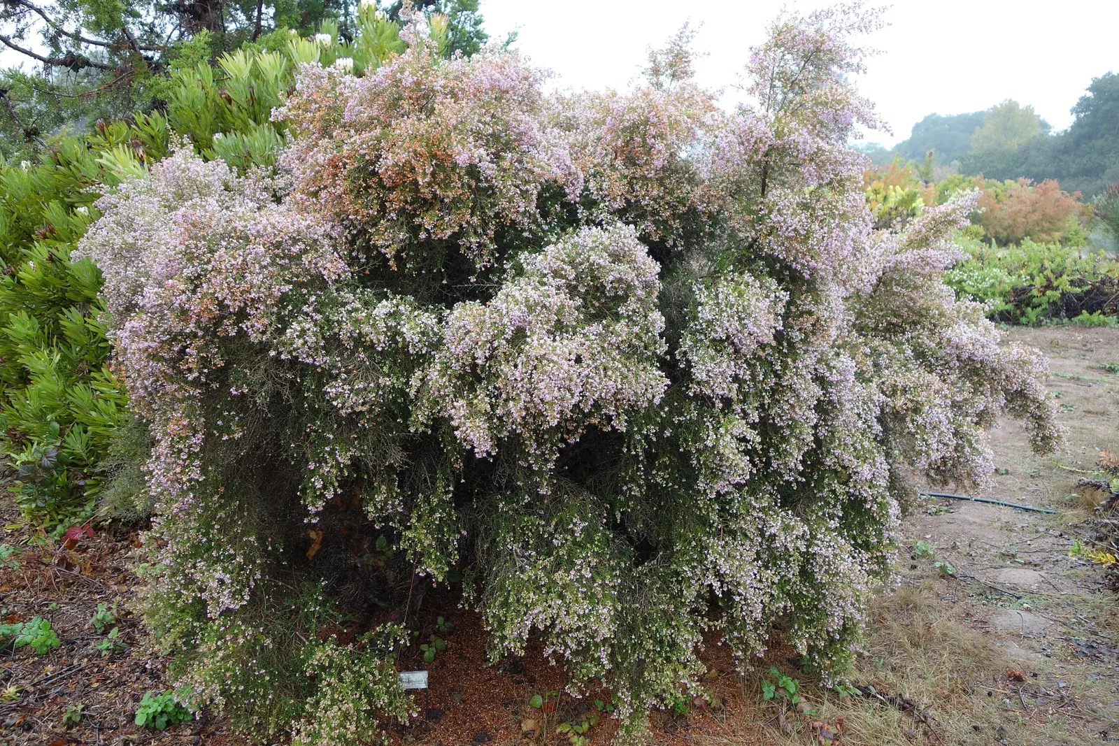 Arboreto de la Universidad de California, Campus de Santa Cruz