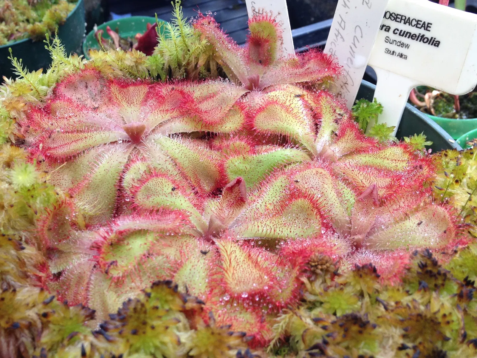 University of California Santa Cruz Arboretum