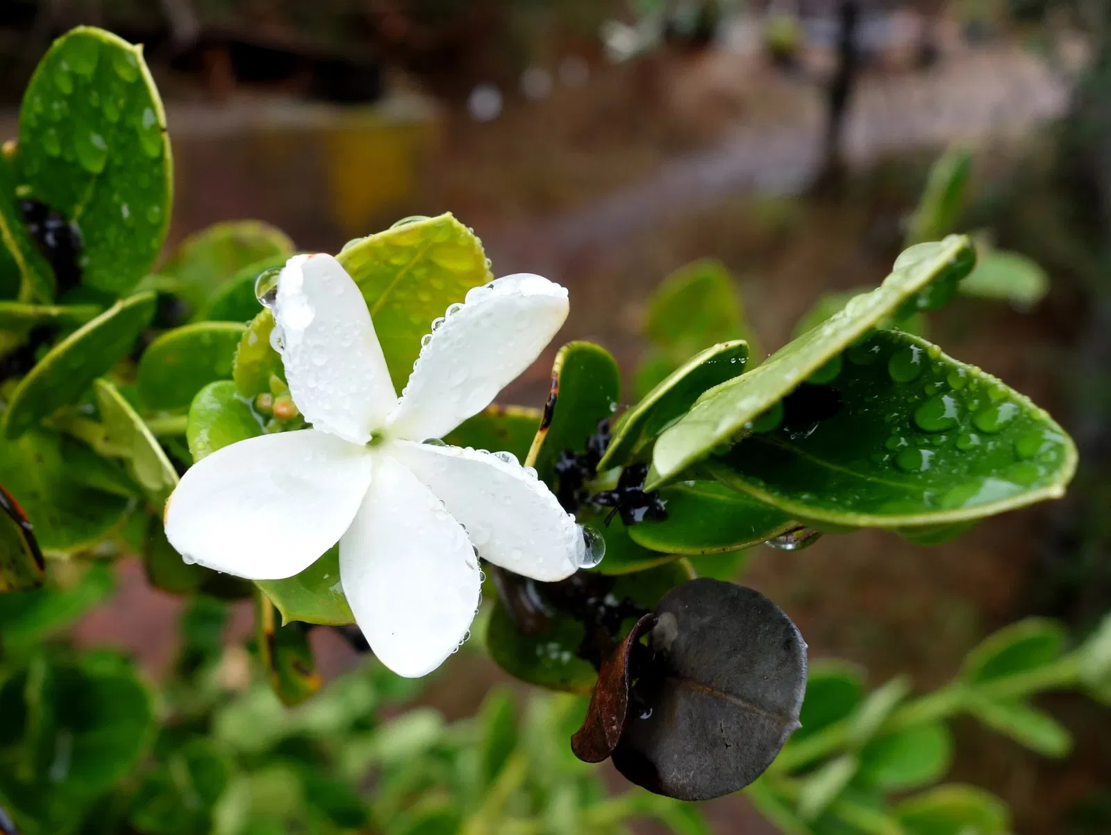Arboreto de la Universidad de California, Campus de Santa Cruz