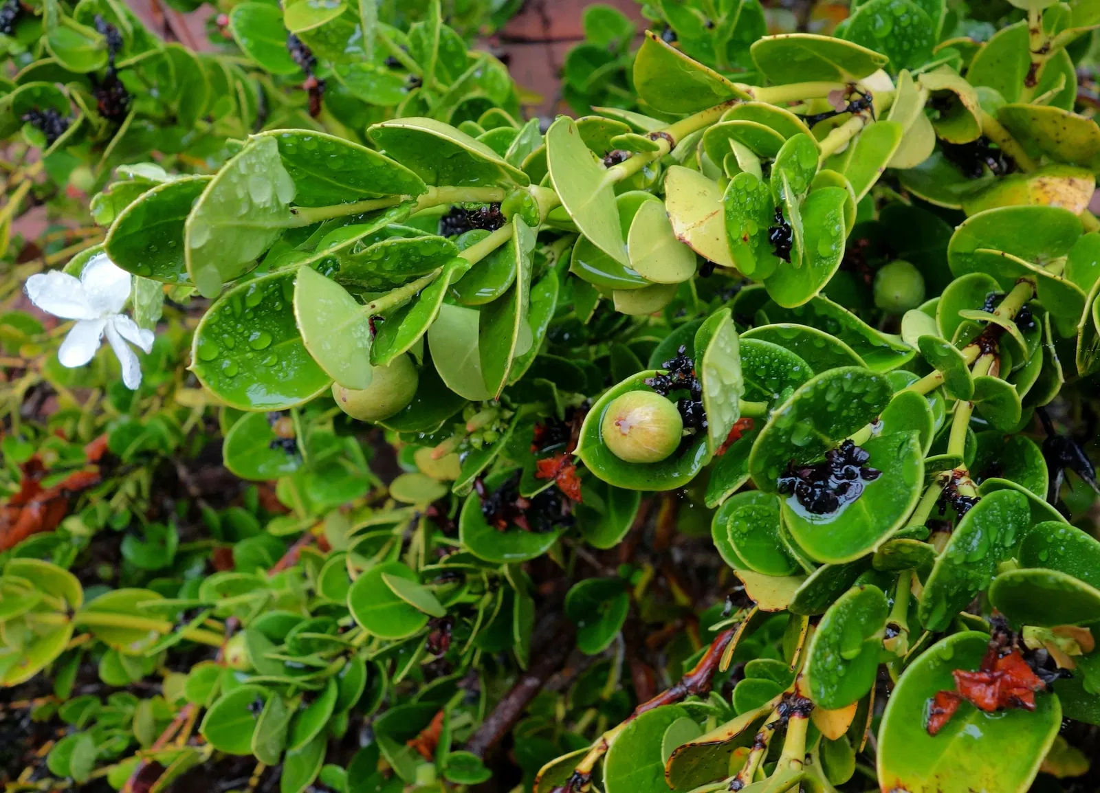 Arboreto de la Universidad de California, Campus de Santa Cruz