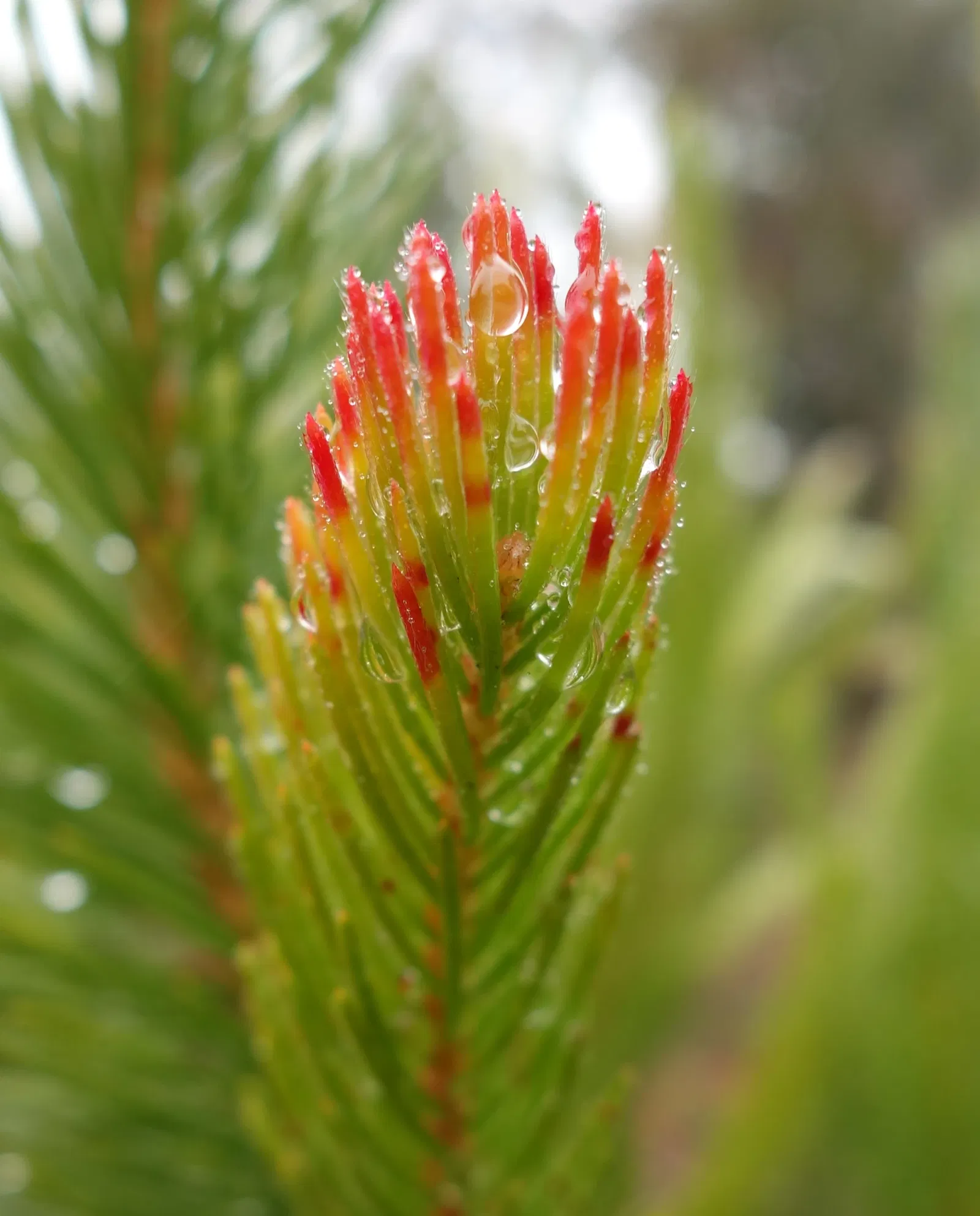 University of California Santa Cruz Arboretum