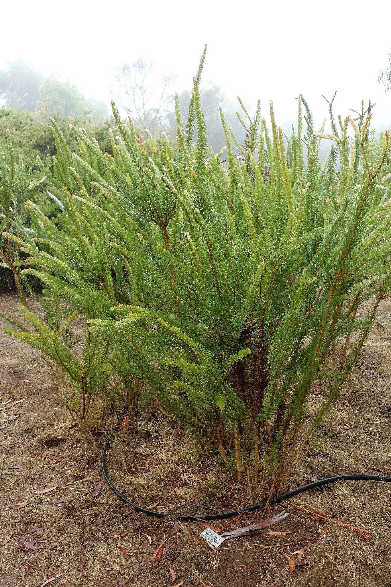 University of California Santa Cruz Arboretum