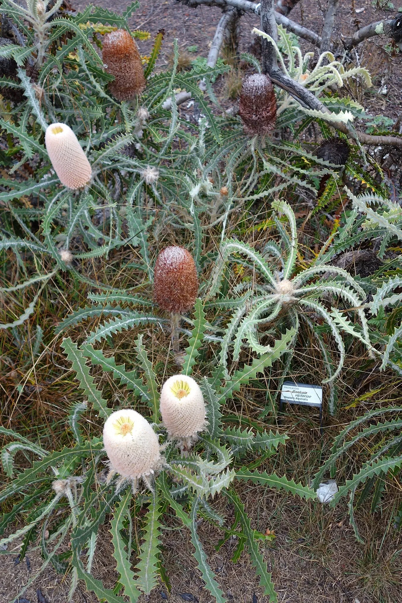 University of California Santa Cruz Arboretum