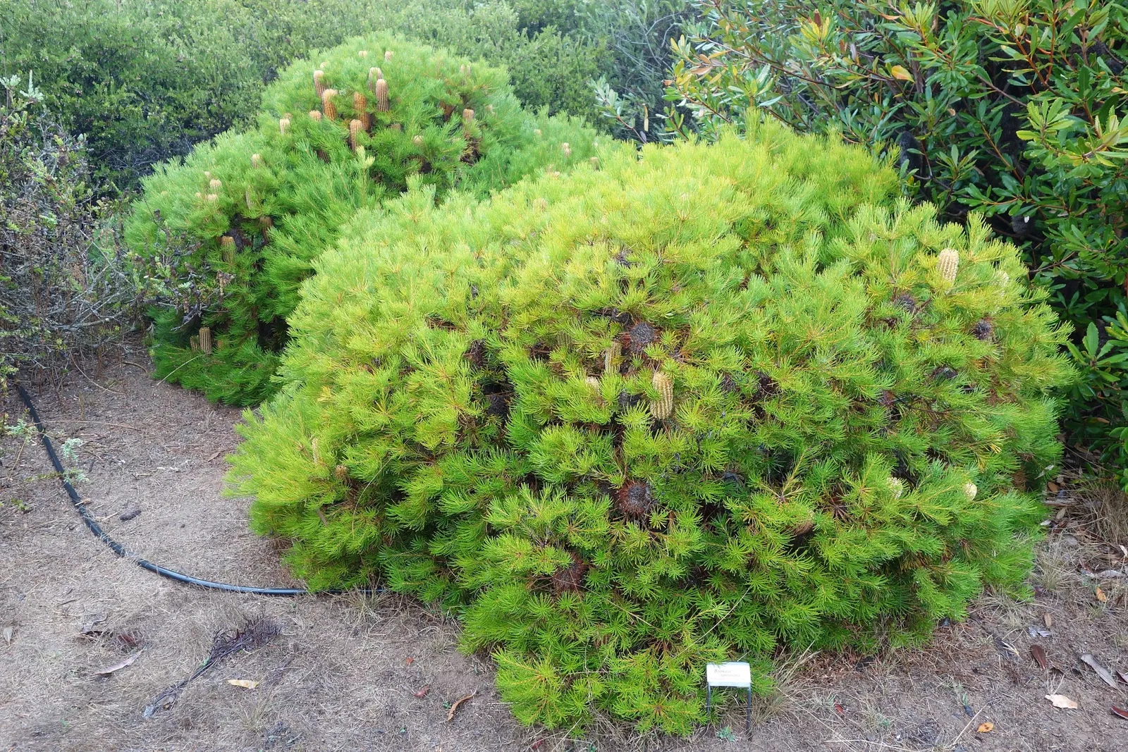 University of California Santa Cruz Arboretum