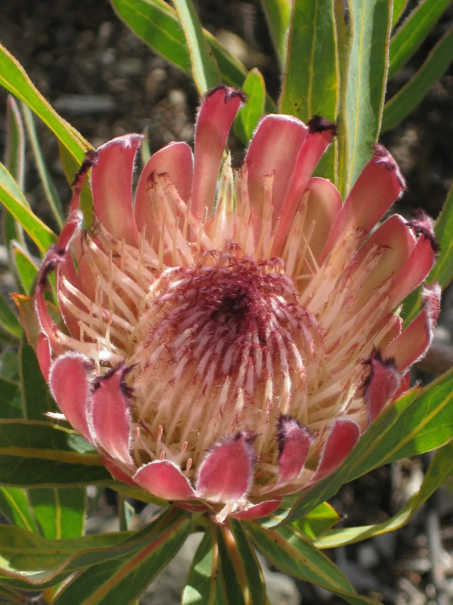 University of California Santa Cruz Arboretum